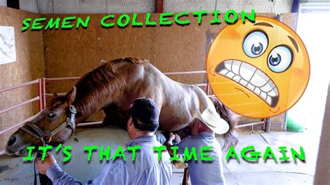 Horse Cumshot Compilation Porn Videos .